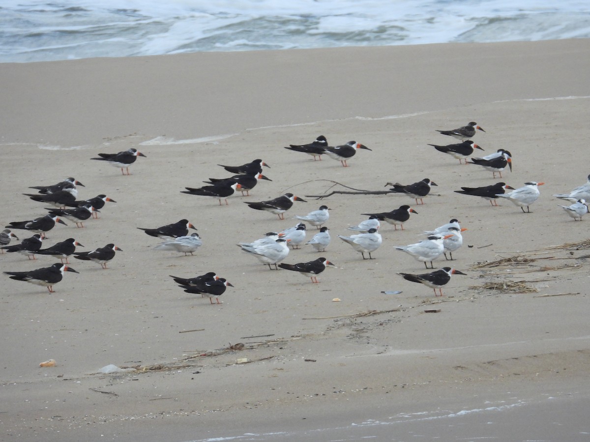 Royal Tern - ML620023183