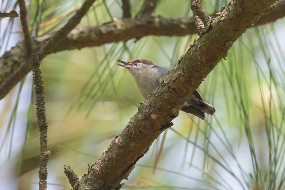 Brown-headed Nuthatch - ML620023184