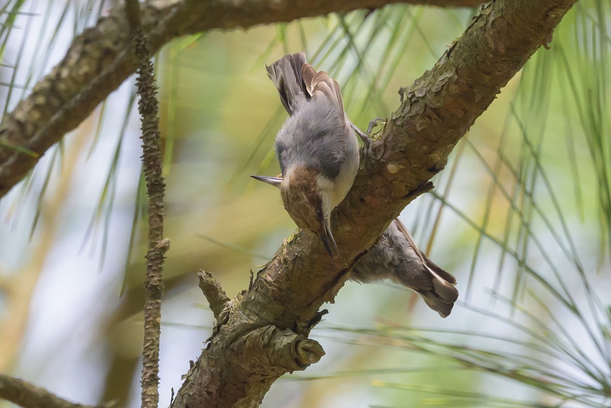 Brown-headed Nuthatch - ML620023185