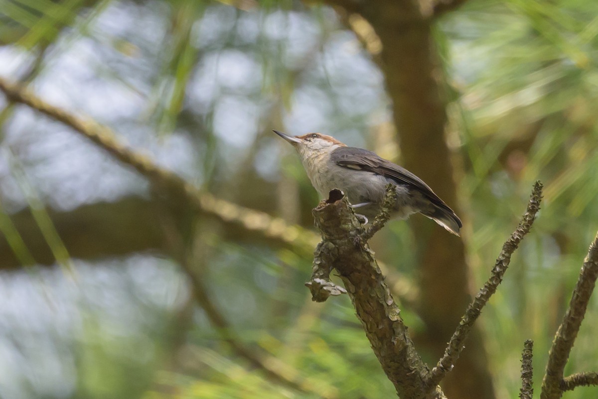 Brown-headed Nuthatch - ML620023186