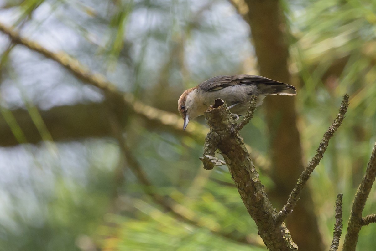 Brown-headed Nuthatch - ML620023187