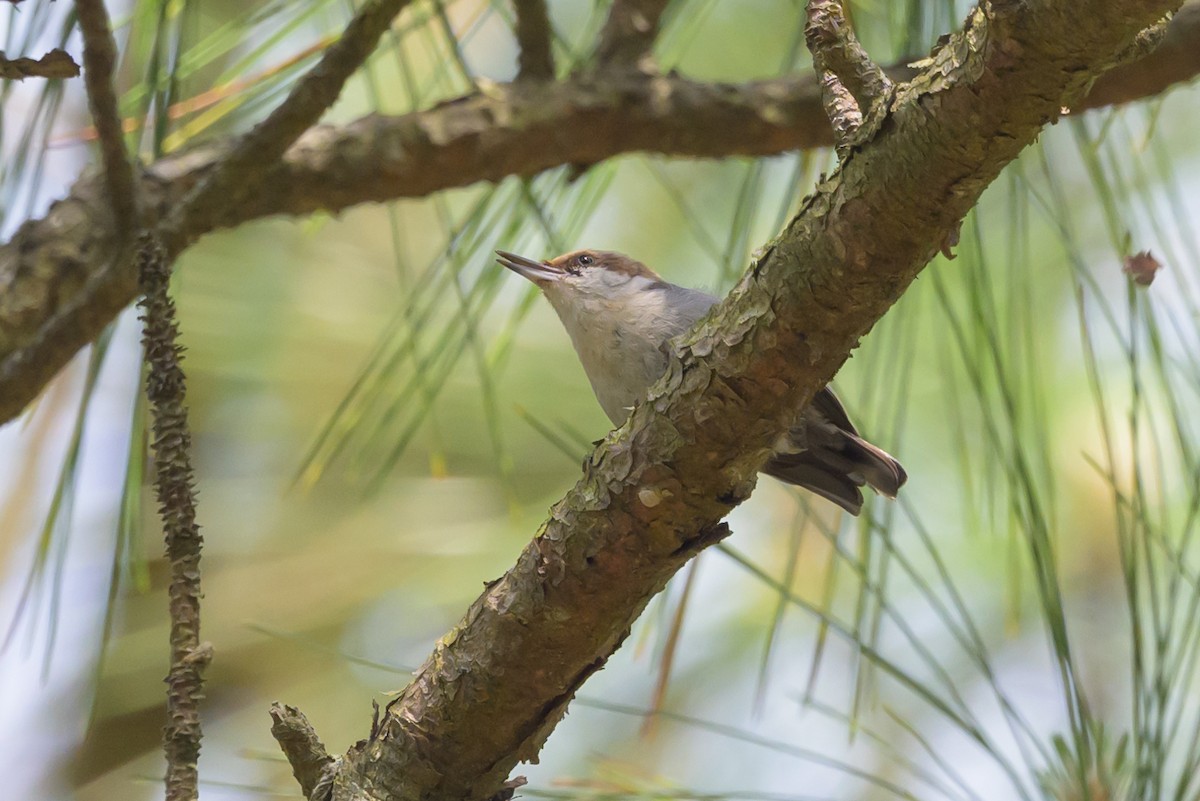 Brown-headed Nuthatch - ML620023190