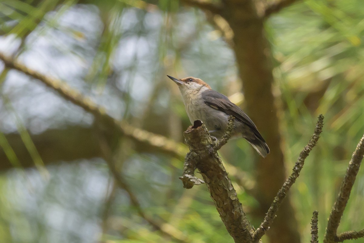 Brown-headed Nuthatch - ML620023191