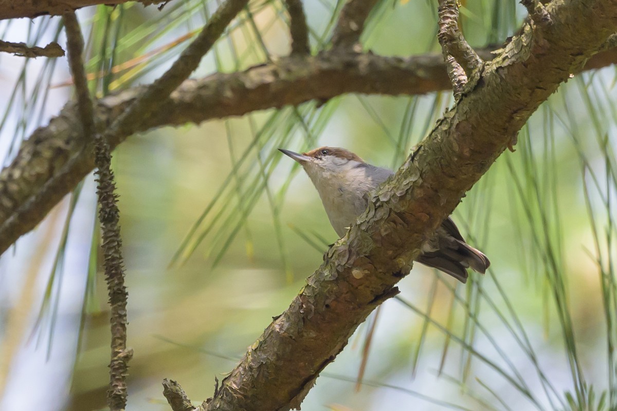 Brown-headed Nuthatch - ML620023193