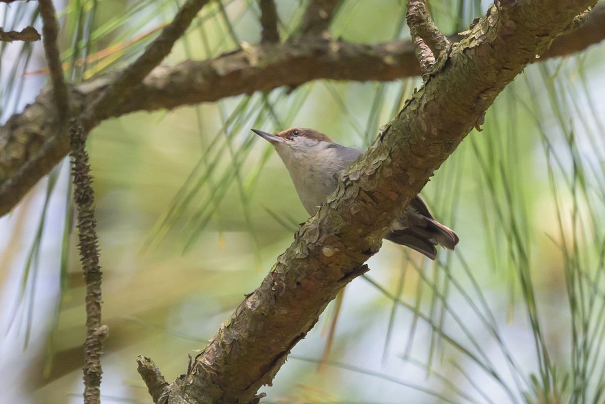 Brown-headed Nuthatch - ML620023194