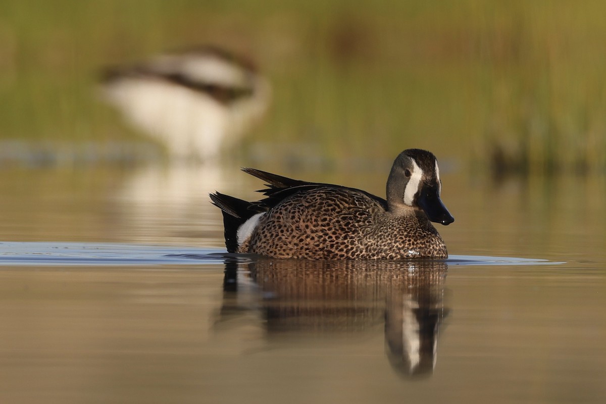 Blue-winged Teal - ML620023203