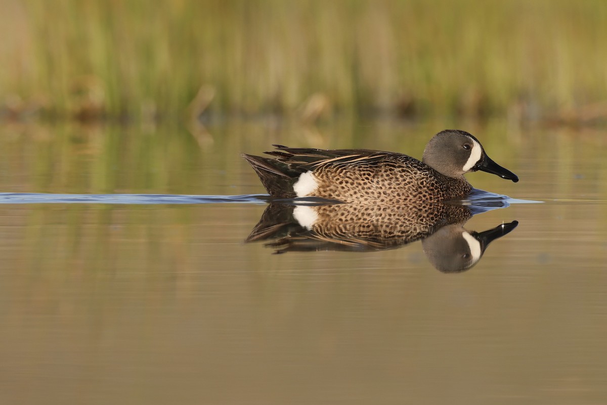 Blue-winged Teal - ML620023204
