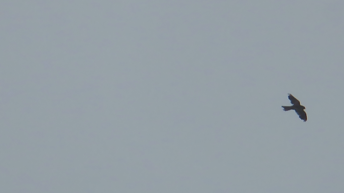 日行性猛禽類 - ML620023214