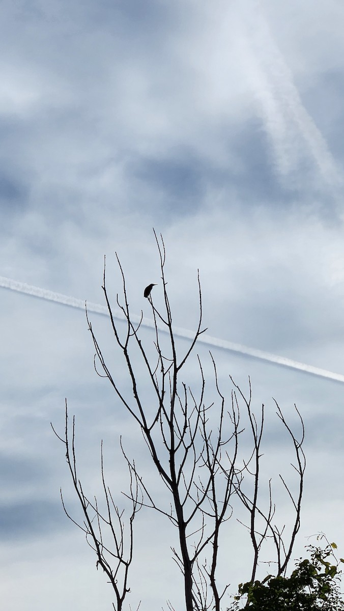 Green Heron - ML620023224