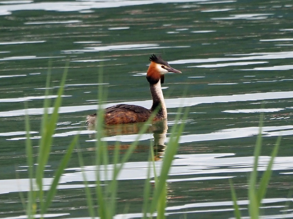 Great Crested Grebe - ML620023242