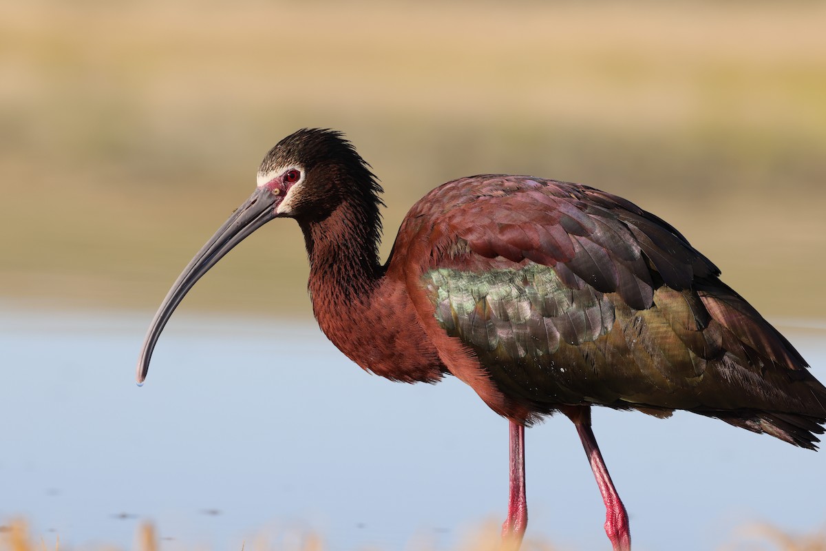 ibis americký - ML620023254