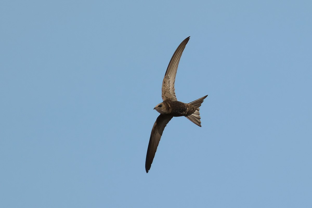 Pallid Swift - ML620023284