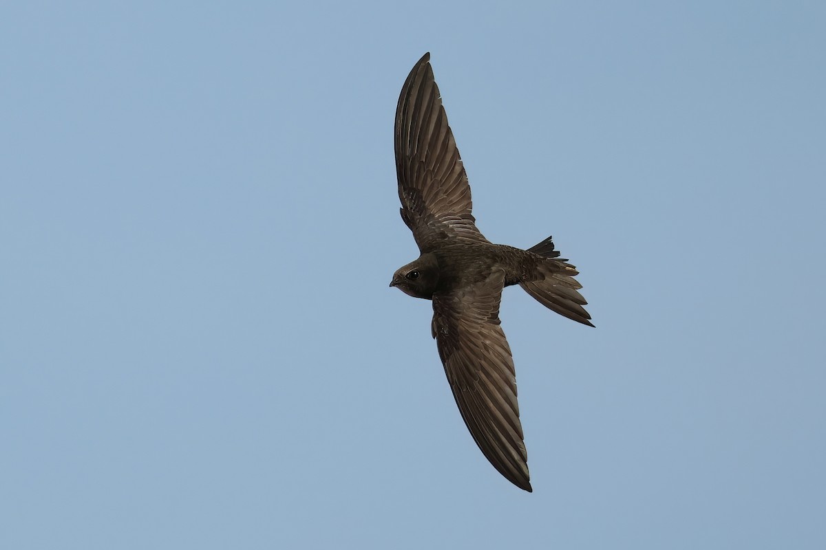 Common Swift - ML620023285