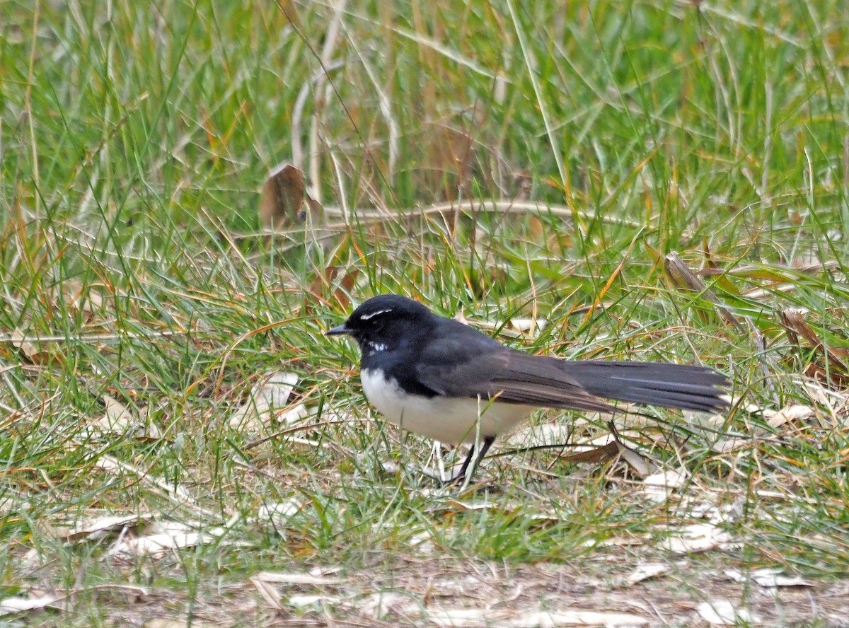 Willie-wagtail - ML620023287