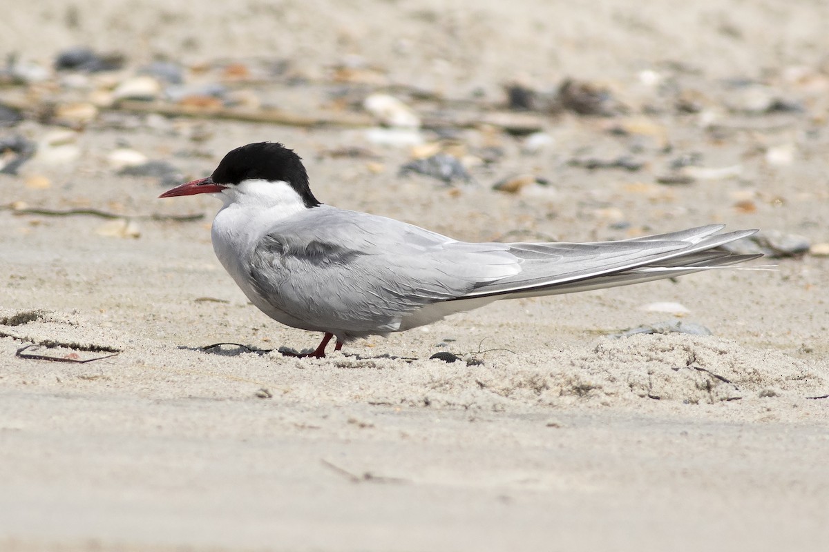 Arctic Tern - ML620023312