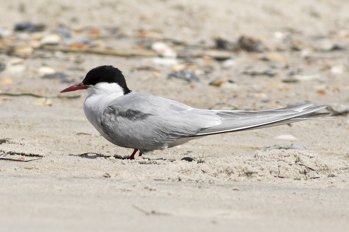 Arctic Tern - ML620023313