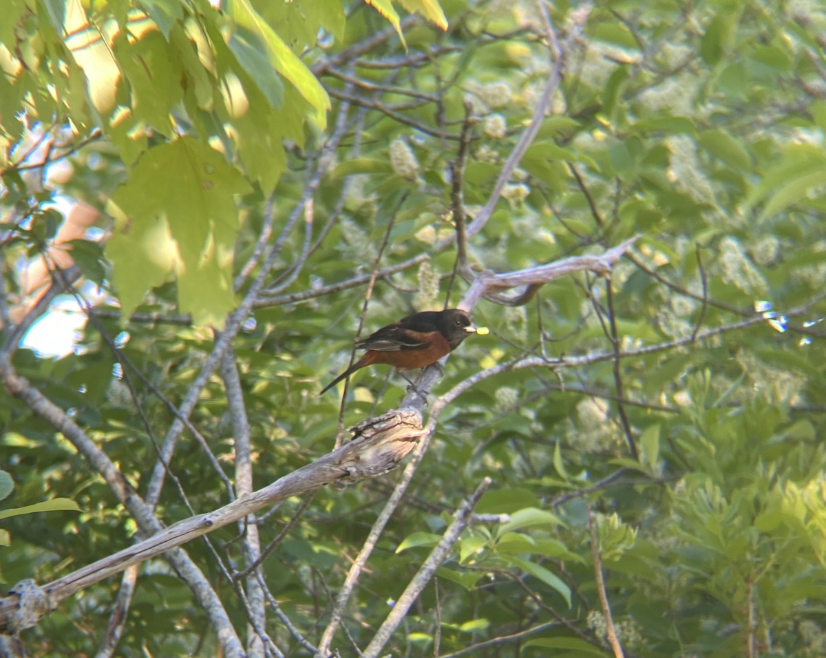 Orchard Oriole - ML620023322