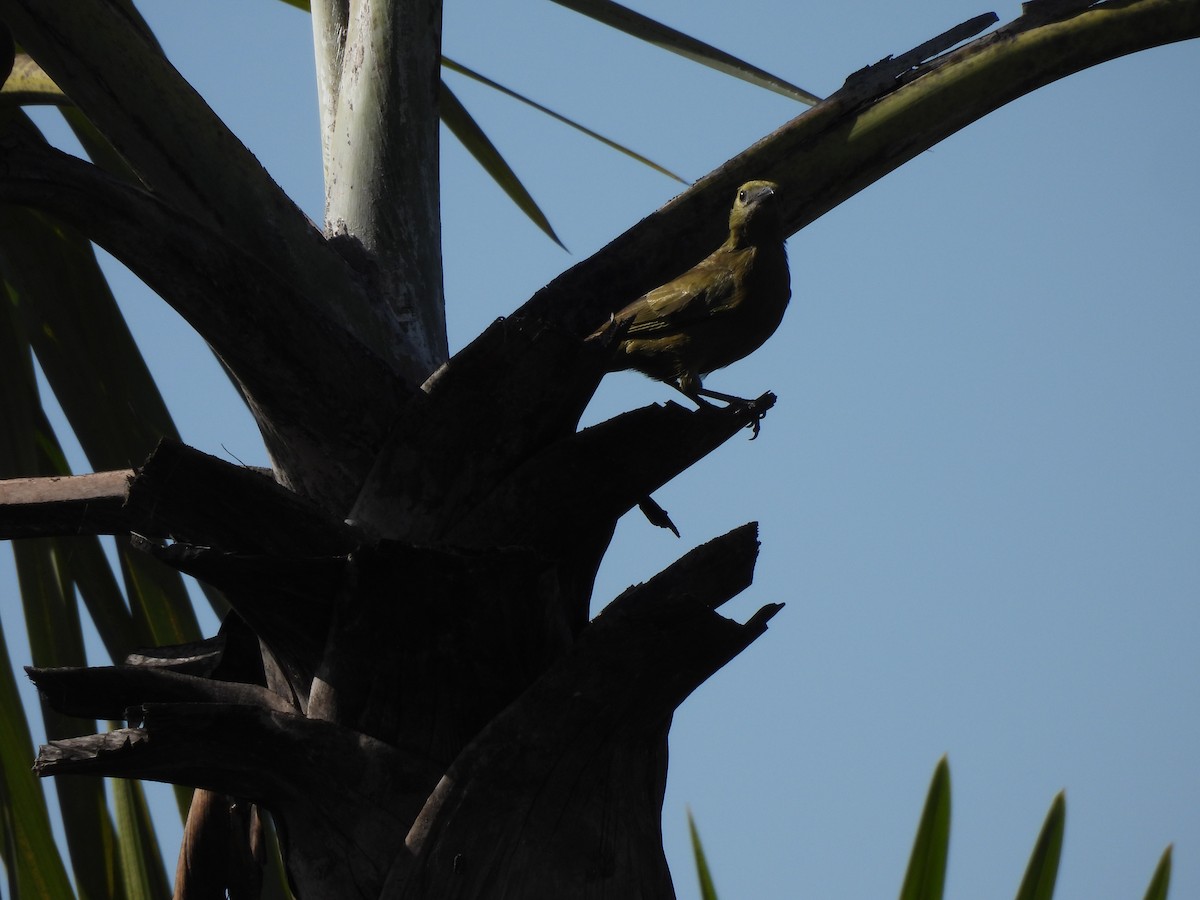 Palm Tanager - ML620023342