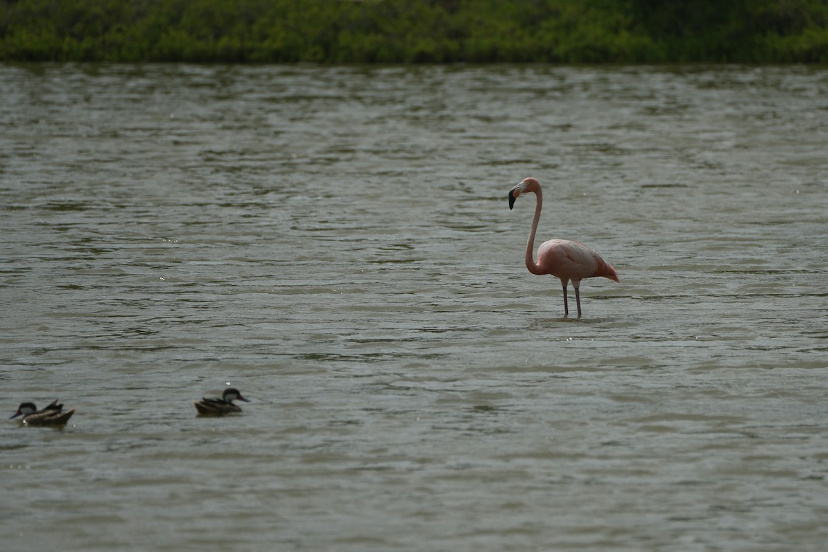 Amerika Flamingosu - ML620023355