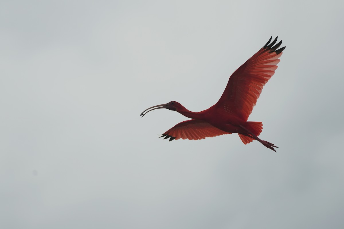 Scarlet Ibis - ML620023383