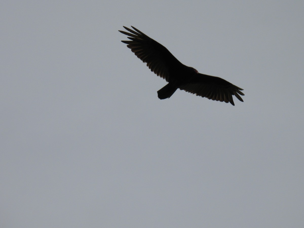 Turkey Vulture - ML620023384