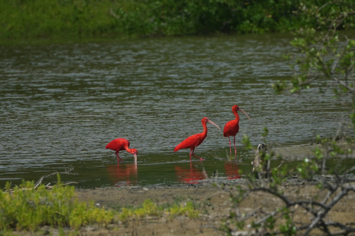 Scarlet Ibis - ML620023385