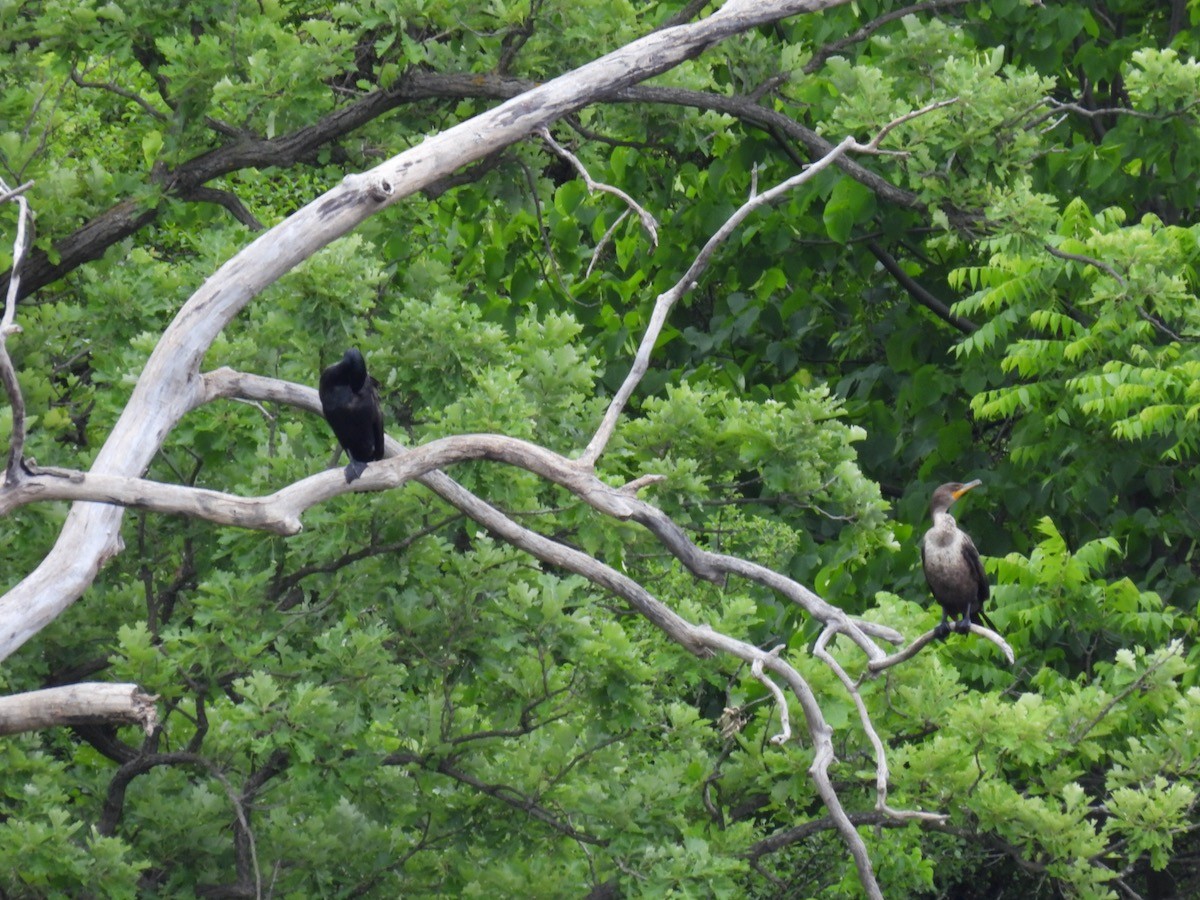 Double-crested Cormorant - ML620023389