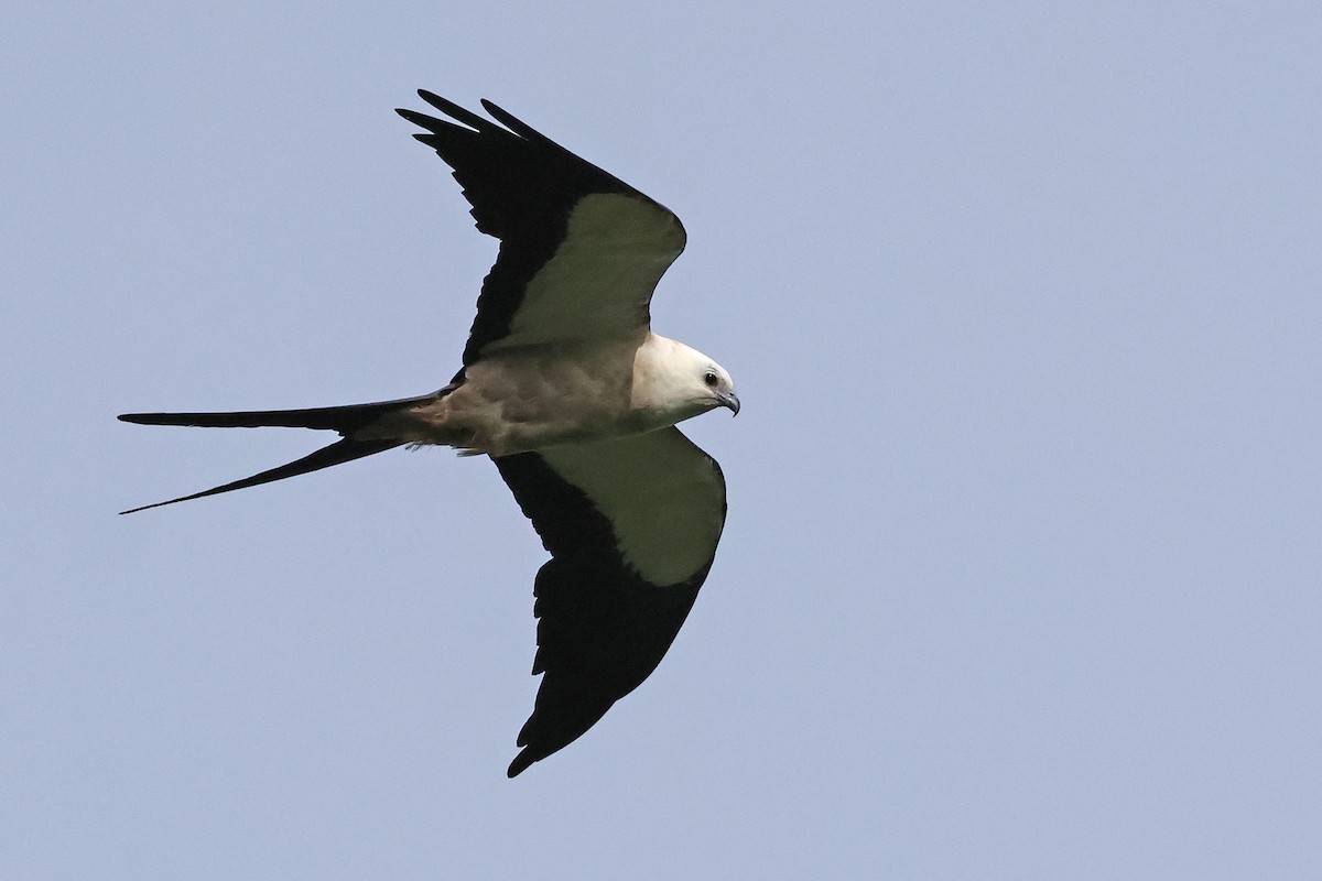 Swallow-tailed Kite - ML620023406