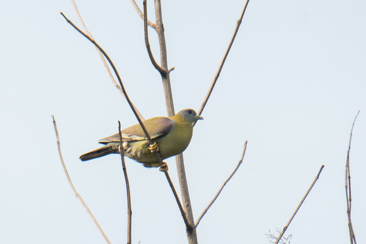Yellow-footed Green-Pigeon - ML620023419