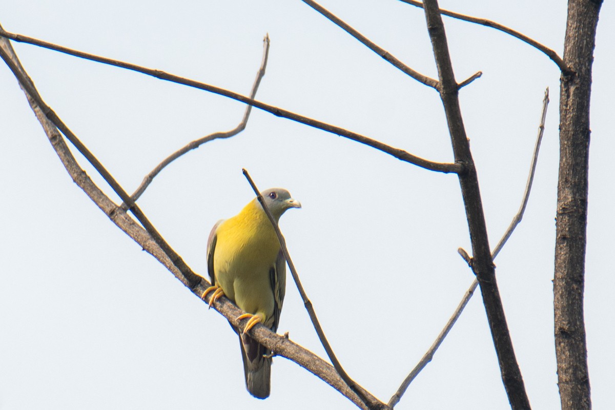 Yellow-footed Green-Pigeon - ML620023420