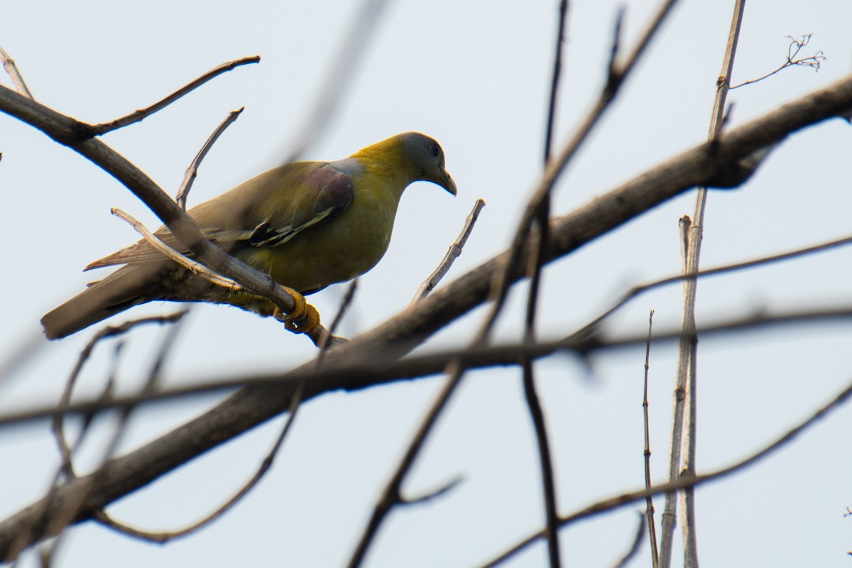 Yellow-footed Green-Pigeon - ML620023421