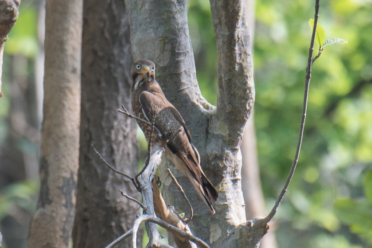 White-eyed Buzzard - Ashok Kolluru