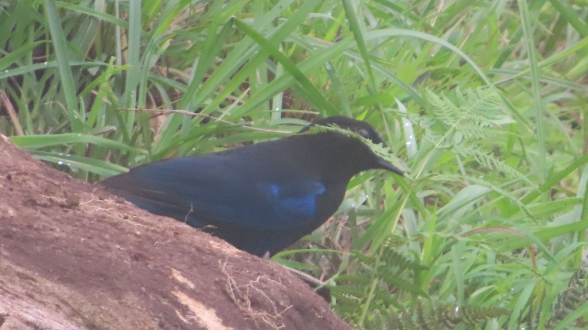 Малабарская синяя птица - ML620023461
