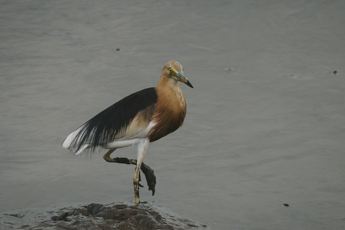 Javan Pond-Heron - ML620023463