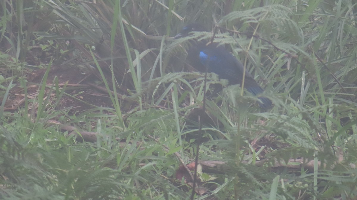 Малабарская синяя птица - ML620023466