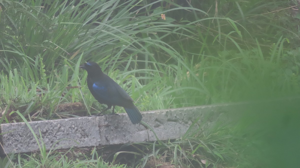 Малабарская синяя птица - ML620023468