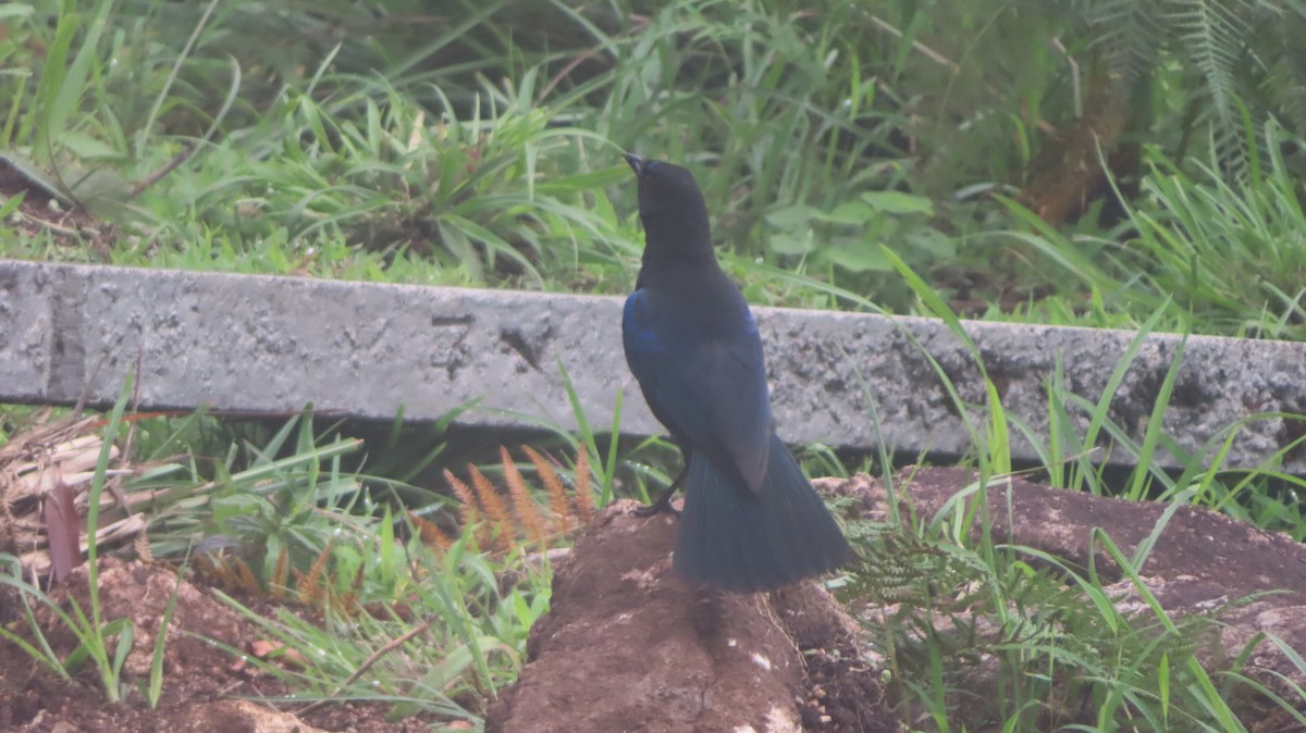 Малабарская синяя птица - ML620023469