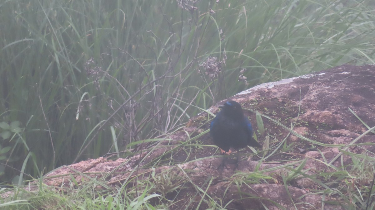 Малабарская синяя птица - ML620023470