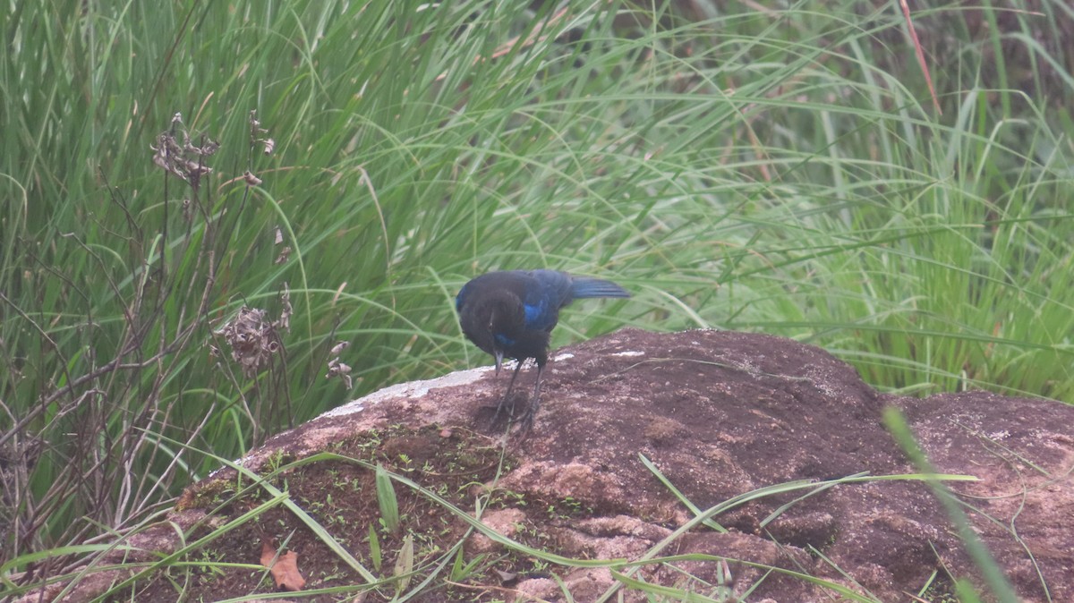 Малабарская синяя птица - ML620023473
