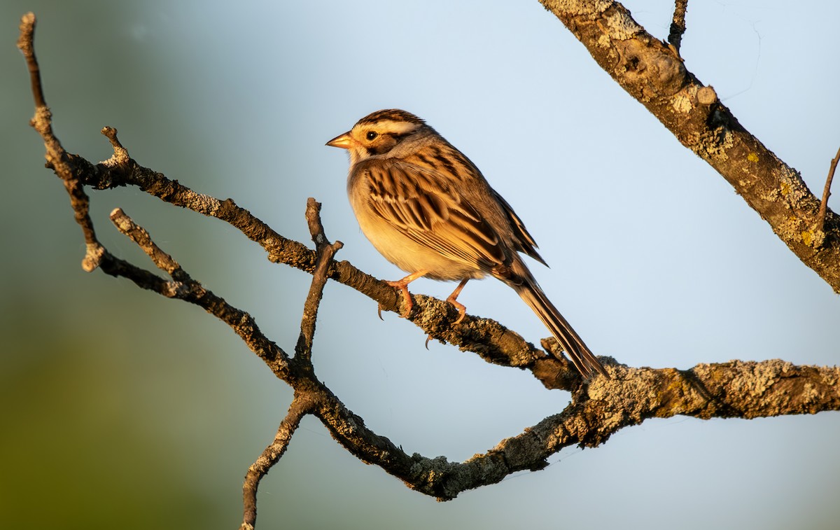 Clay-colored Sparrow - ML620023481