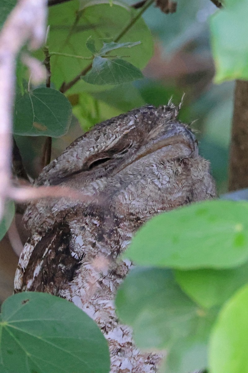 Papuan Frogmouth - ML620023496