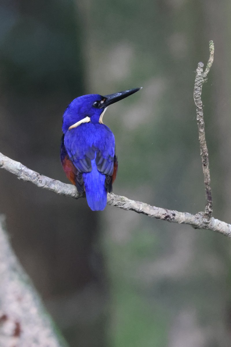 Azure Kingfisher - ML620023499