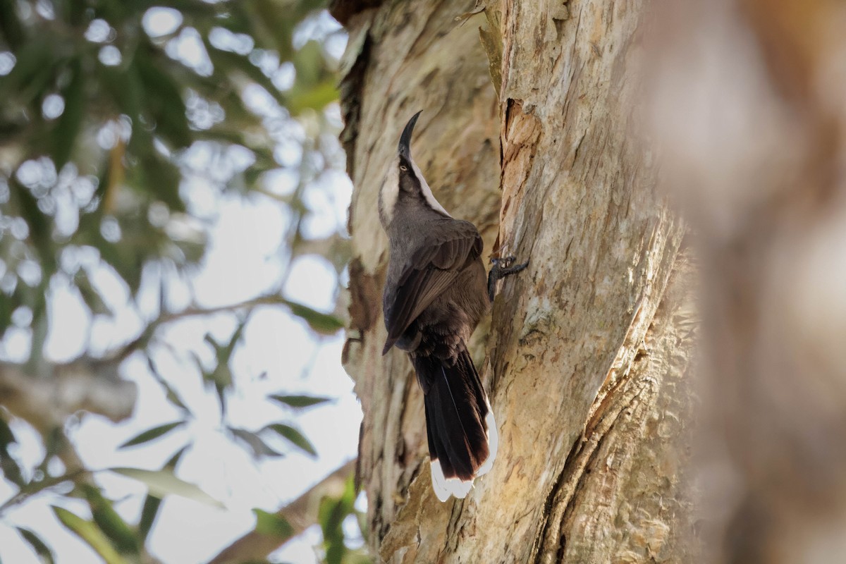 Gray-crowned Babbler - ML620023504