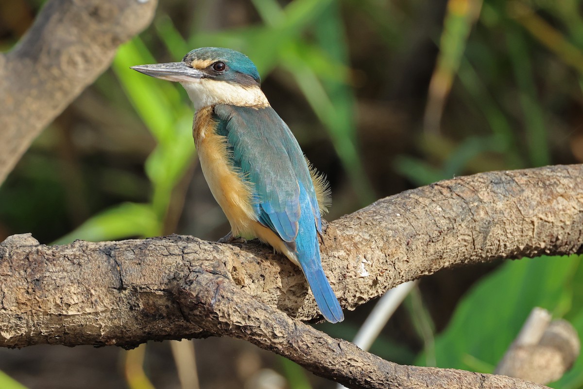 Sacred Kingfisher - ML620023505