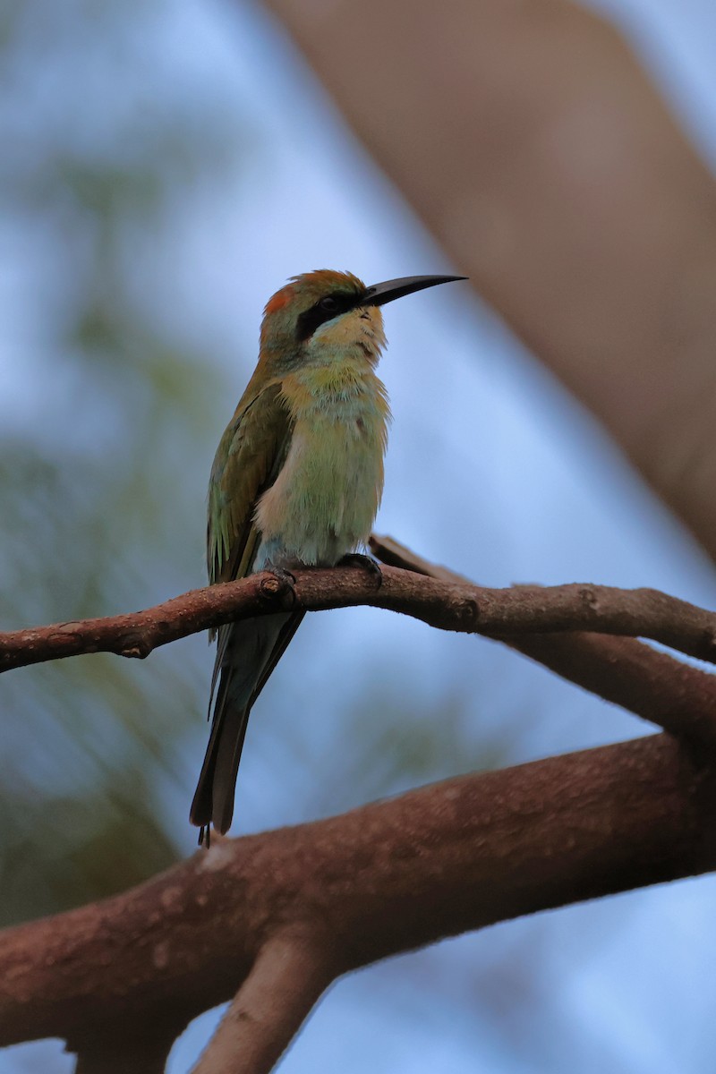 Rainbow Bee-eater - ML620023509