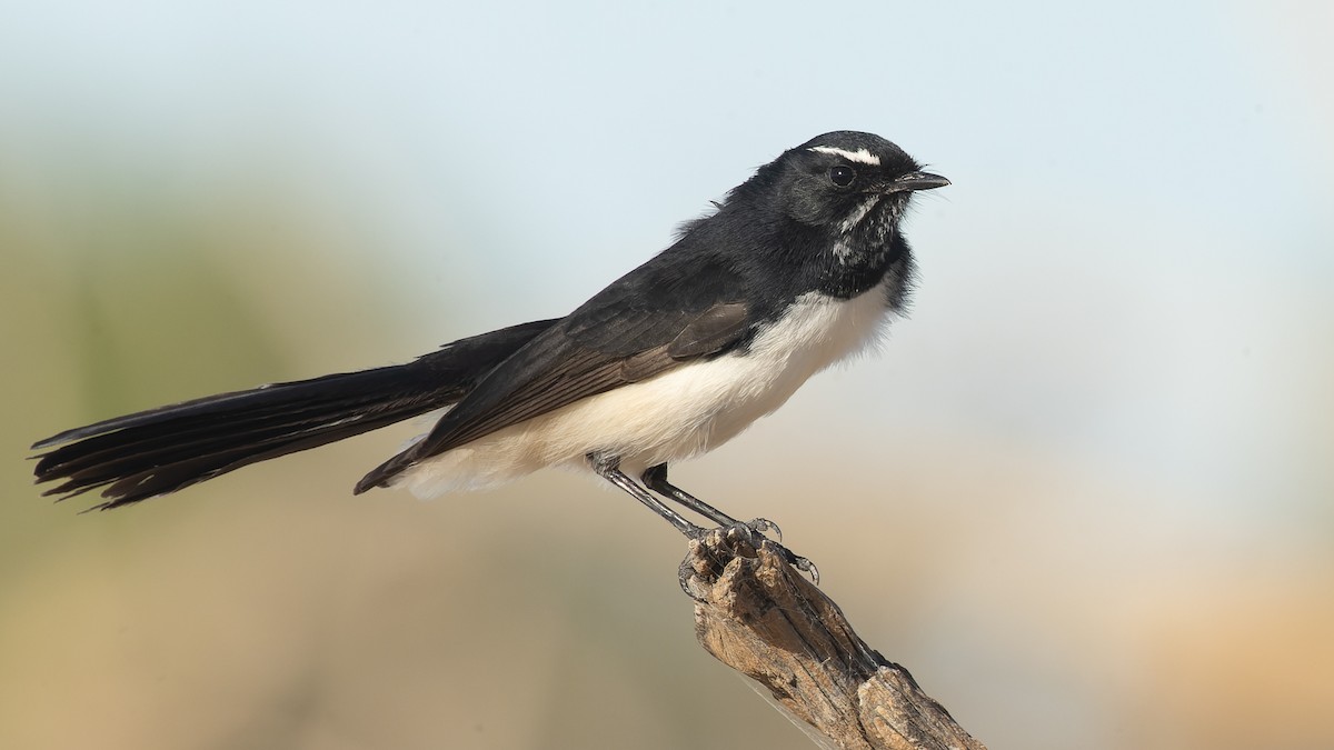 Willie-wagtail - ML620023514