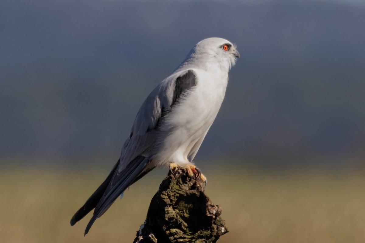 Black-shouldered Kite - ML620023532