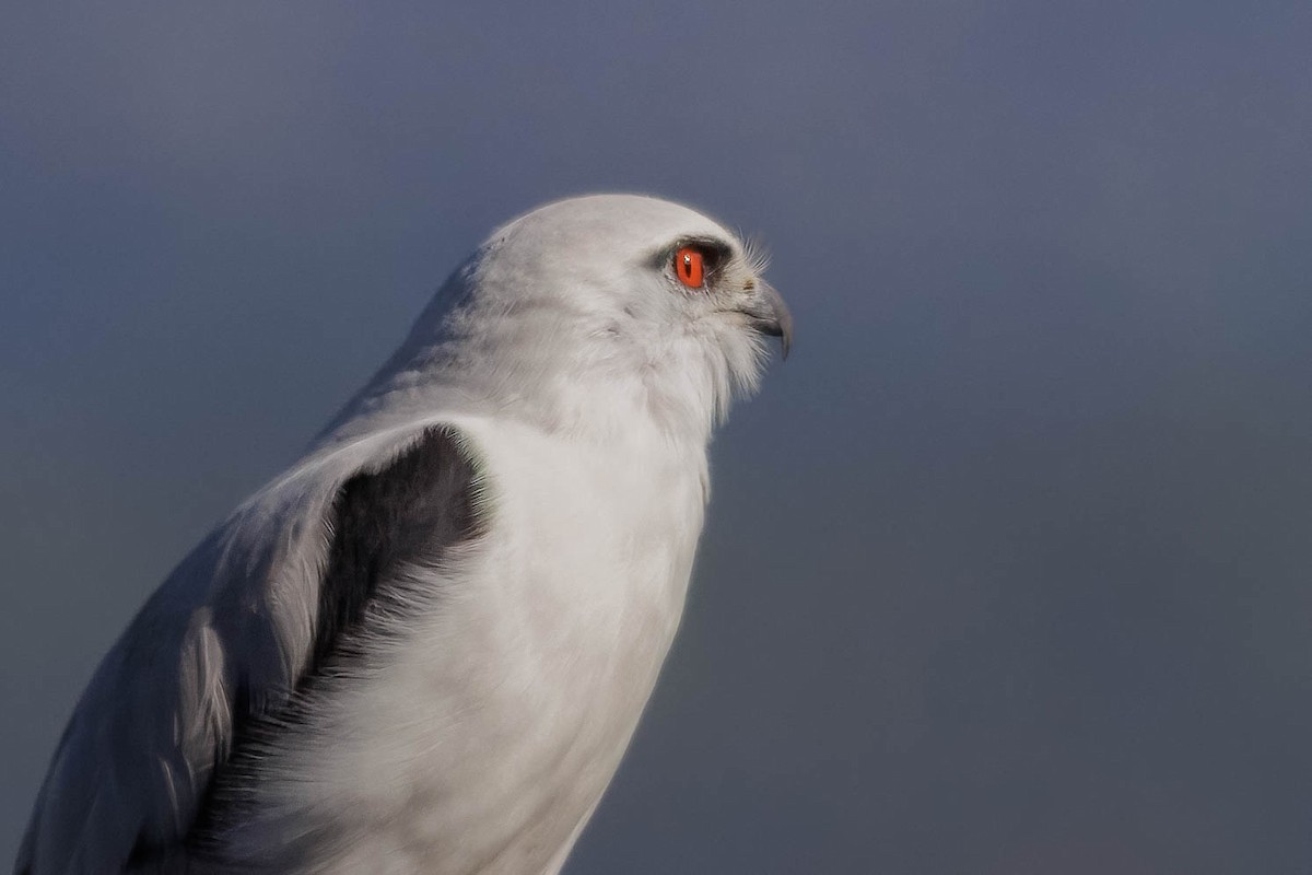 Black-shouldered Kite - ML620023533