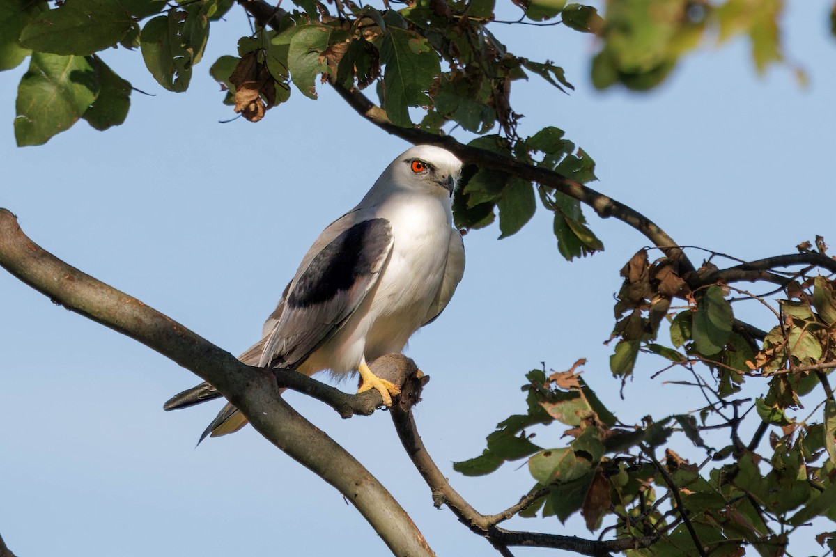 Black-shouldered Kite - ML620023535