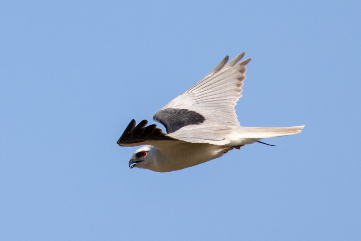 Black-shouldered Kite - Hans Wohlmuth